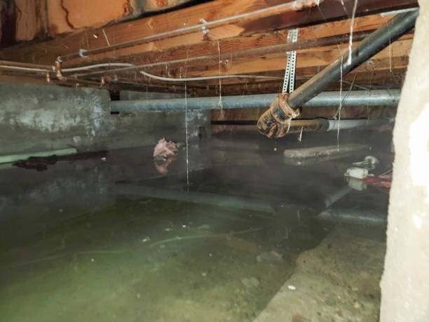 Best Mold removal after water damage  in Smithton, IL
